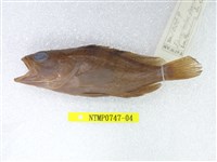 藏品(擬青石斑魚)的圖片